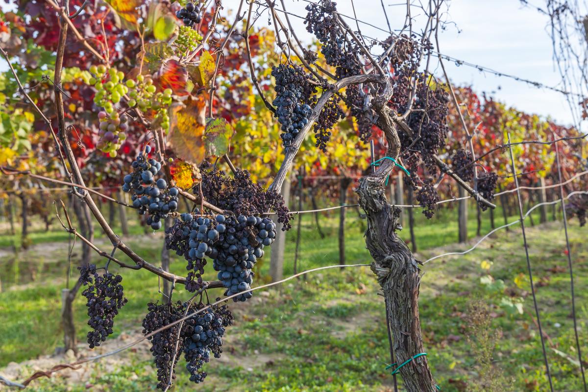 葡萄园丰收景象