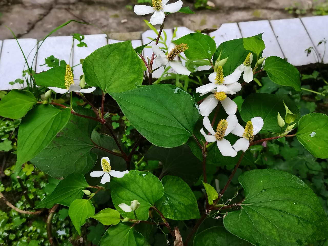 一张高清对比图片,左侧为鱼腥草植株,心形绿叶,茎部略带红色;右侧为薄荷植株,椭圆形锯齿叶,茎呈四棱状,整体散发清新香气 鱼腥草植株与薄荷植株对比图