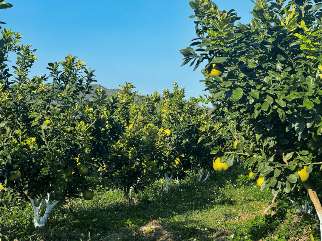 一片金黄色的蜜橘果园,阳光洒在挂满果实的树上,成熟的蜜橘色泽鲜亮,农民正在采摘,背景为丘陵地貌,空气中仿佛弥漫着清新的柑橘香气 蜜橘果园全景图