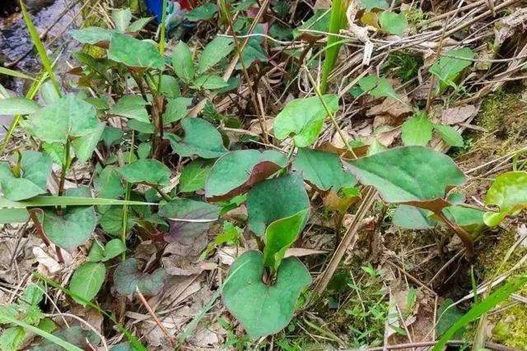 鱼腥草植株与地下茎特写