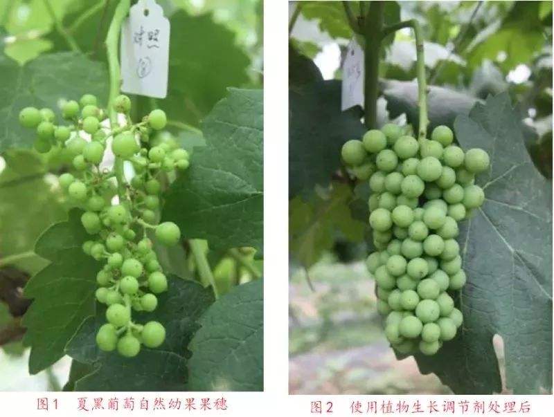 夏黑葡萄花穗激素处理现场图