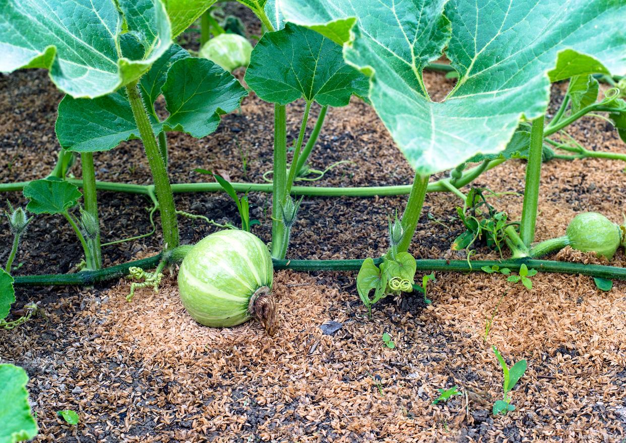 南瓜种植田间场景