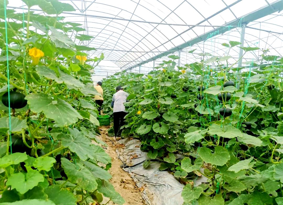 农民在田间采摘青南瓜的真实场景,展现原生态种植环境与采收过程 一位农民在阳光下的南瓜田中弯腰采摘青南瓜,手中拿着刚剪下的带藤南瓜,土壤湿润,叶片宽大翠绿