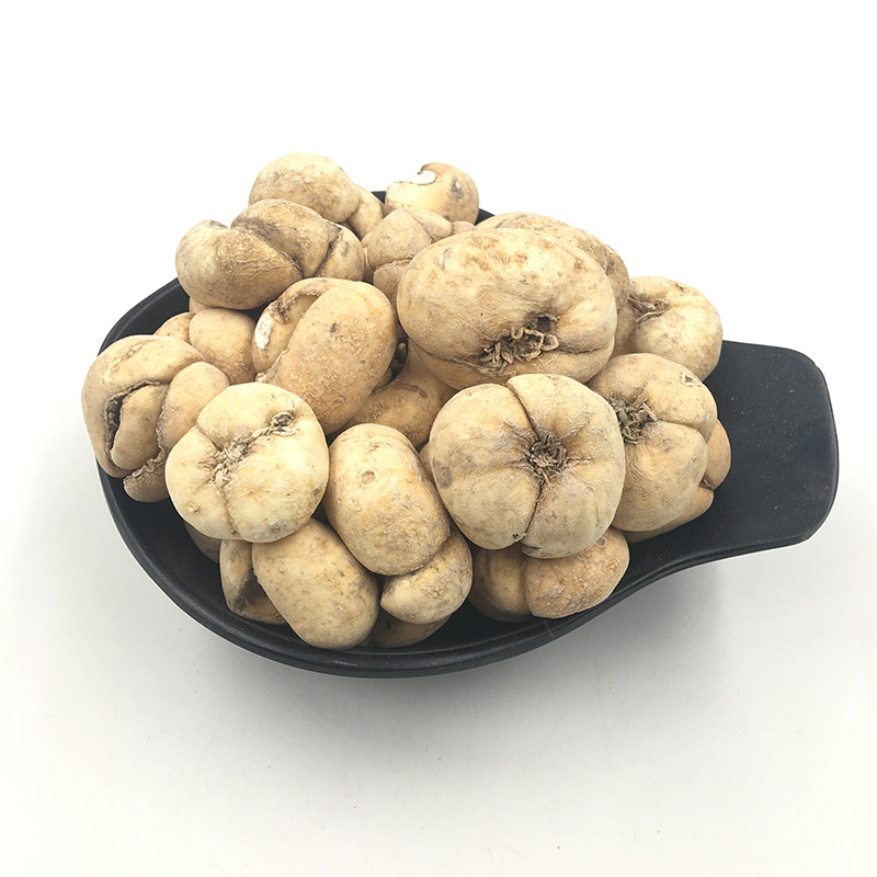 一株健康的籽莲藕苗,展示其完整的顶芽、粗壮的主藕节段和新鲜的白色须根系统,背景为湿润泥地,适合用于种苗验收环节的教学图示 籽莲藕苗特写