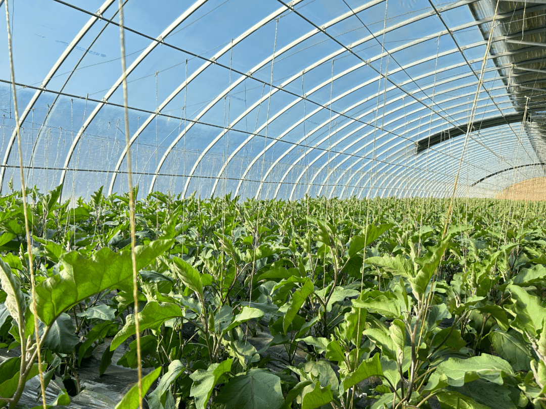 冬季温室大棚中的茄子植株