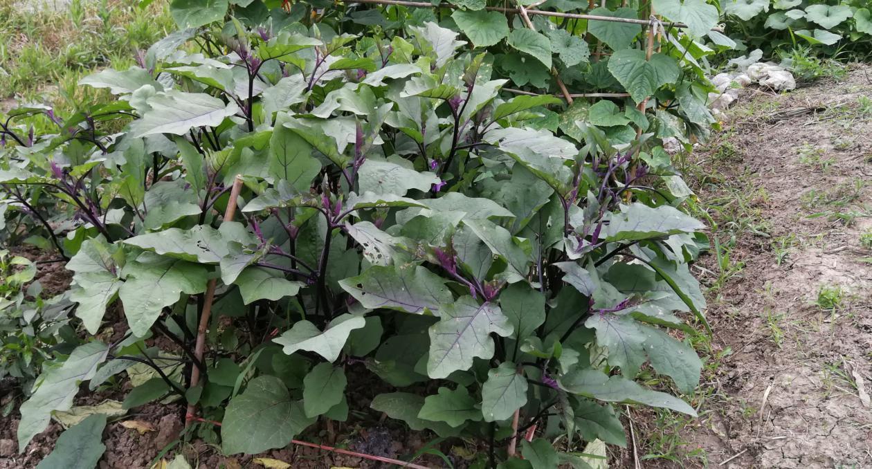 家庭菜园中的茄子种植场景