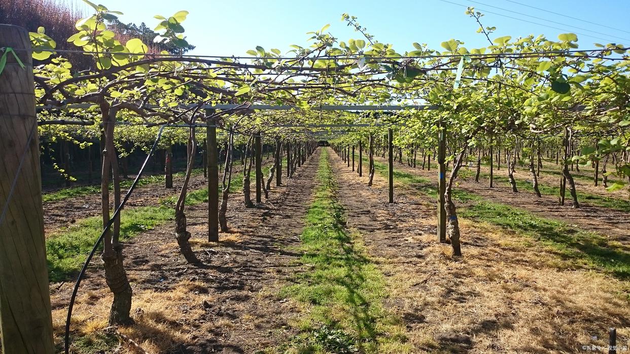 猕猴桃第二年主蔓牵引与架式配置图
