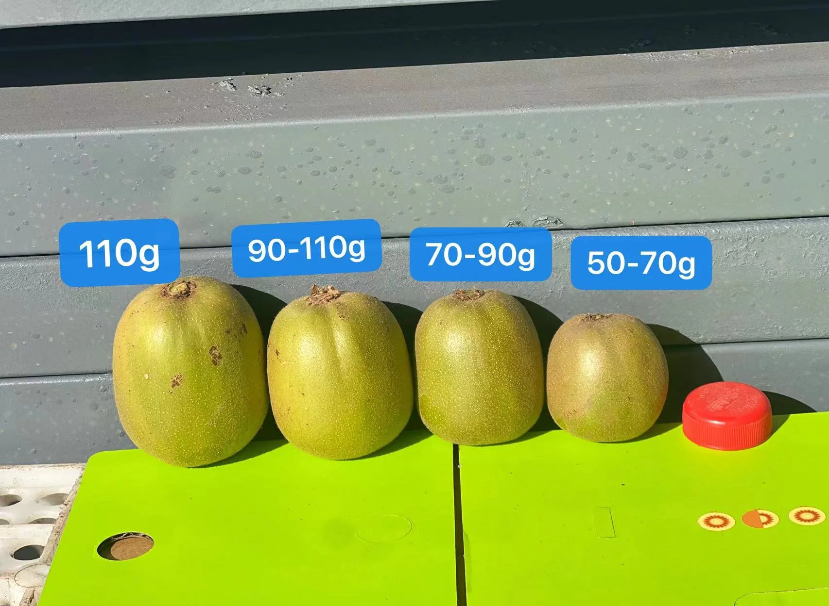对比组图：左侧为3种不同规格苹果横截面对比（大果直径85mm/中果75mm/小果65mm），右侧为对应单果电子秤实测重量标签（286g / 215g / 142g），背景为纯灰渐变色，突出尺寸与重量的直观关联