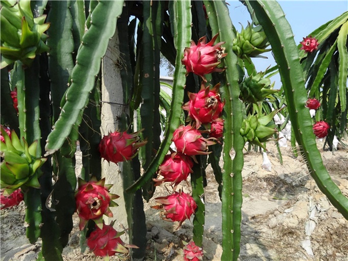 海南火龙果果园航拍图