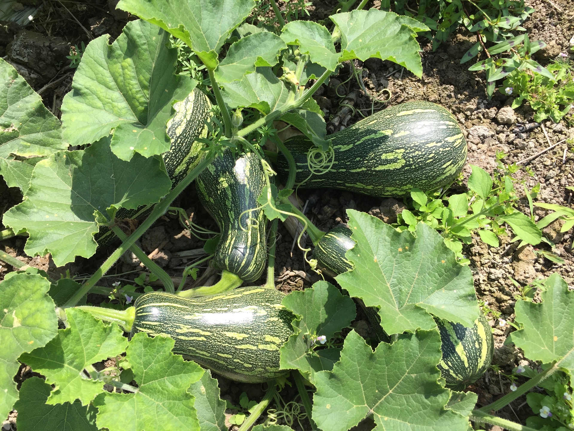 农家院落中晾晒的南瓜