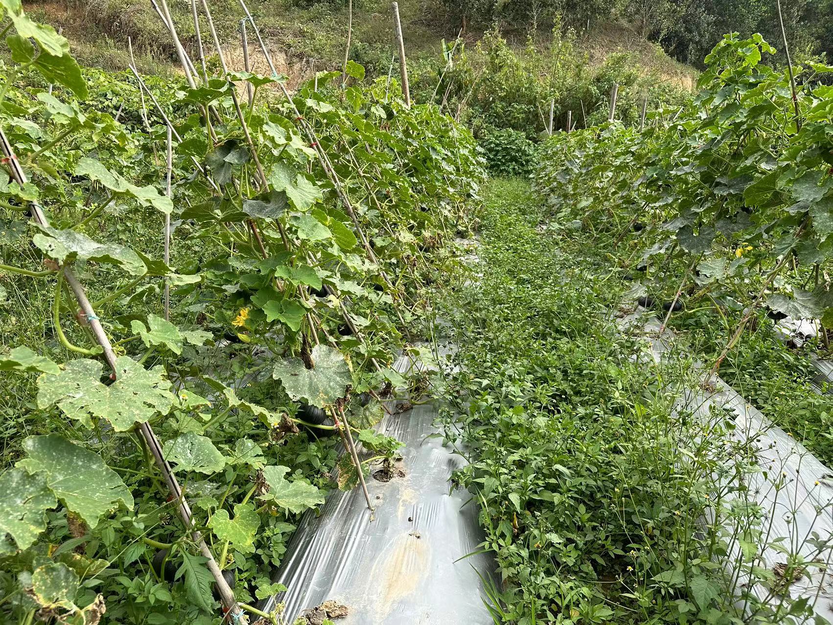 俯视视角的菜园布局图,左侧为三行西红柿,右侧为两行茄子,中间有明显的30厘米宽隔离带,隔离带上种植了一排黄色万寿菊。每行作物旁插有标签牌,标明品种名称和定植日期 田间分区种植示意图