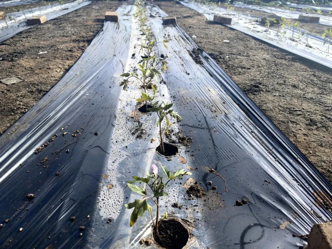 蒜苗种植全过程示意图