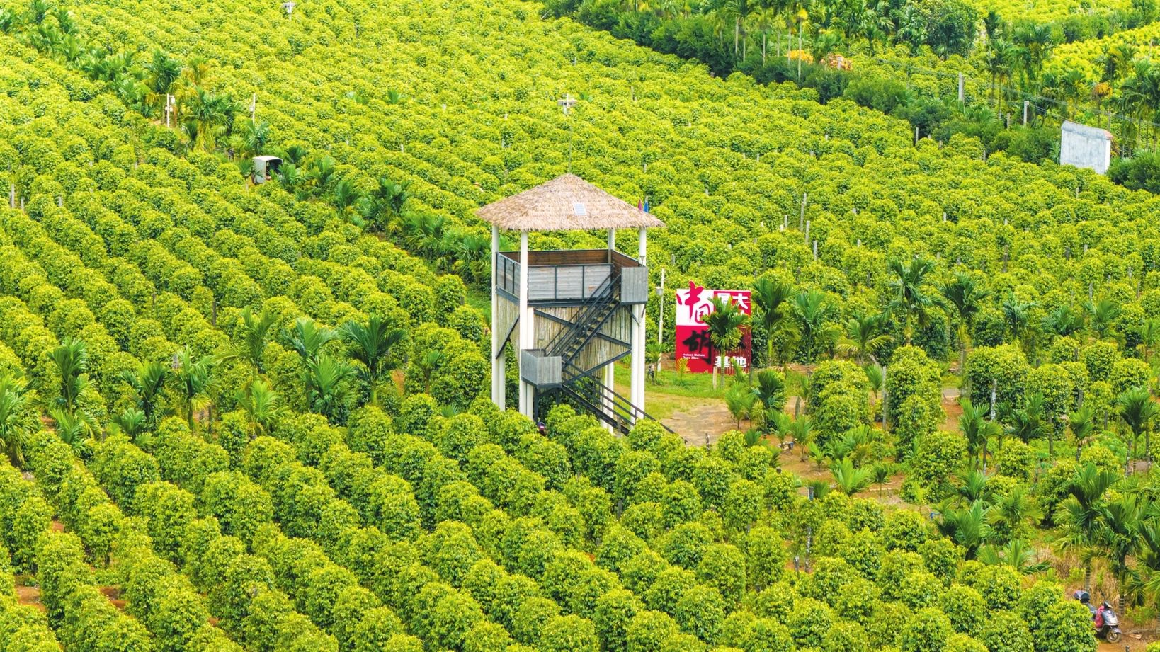 基础设施实景:门源核心观景区智慧化观览设施。观景台采用环保木材建造,表面做防腐防滑处理;栈道宽度约1.8米,满足双向通行;风车与五彩经幡为文化点缀元素,非宗教用途,属地域美学表达;整体设计尊重地形,未破坏原有农田肌理 无人机视角俯拍油菜花田中的观景台与环形步道,木质结构观景平台悬挑于花海上方,游客沿弧形栈道缓步前行;下方花田呈规则几何分块,部分区域可见小型风车与经幡装饰,体现文旅设施与自然景观的有机融合