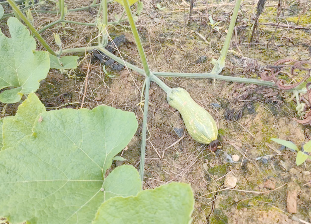 田间生长的笋瓜(Cucurbita maxima)与南瓜(Cucurbita moschata)植株并列对比,展示叶片形状、藤蔓粗细及花朵大小差异。笋瓜叶片更宽大,叶裂更深,藤蔓更粗壮;南瓜叶片相对较小,叶缘锯齿较浅。 笋瓜与南瓜植株对比图
