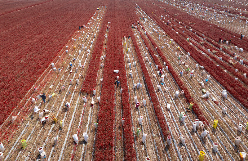 辣椒田里成熟的鲜红辣椒
