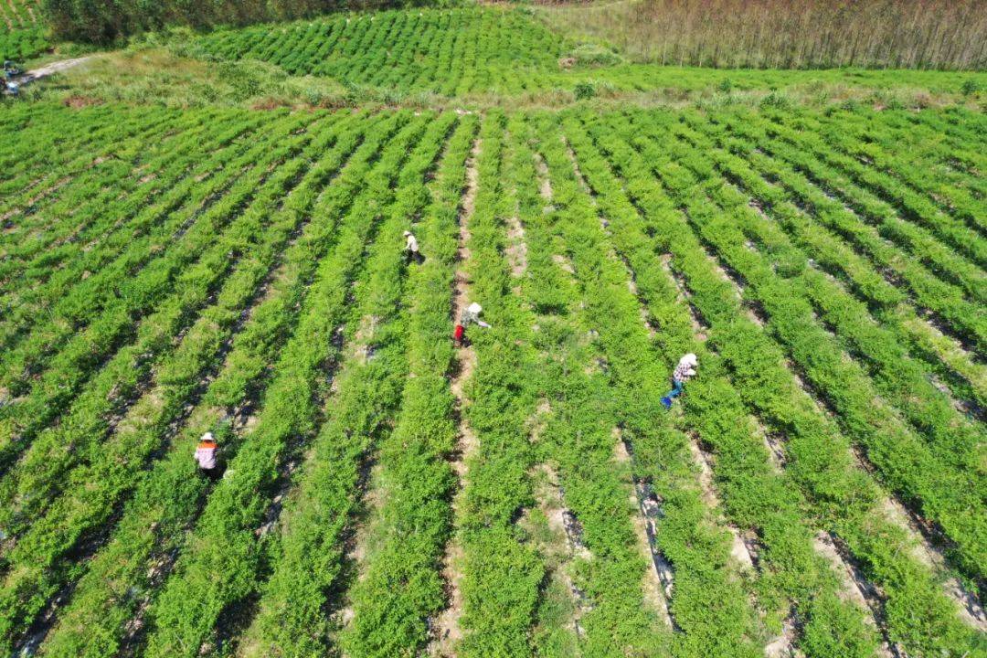 左权县农户手工炒制五角枫叶茶