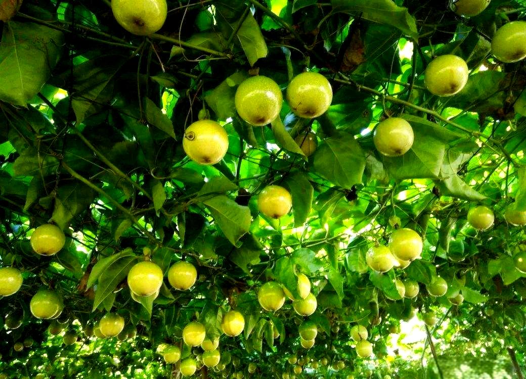 果园中的黄金百香果藤蔓生长实景