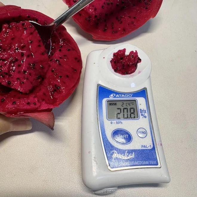 显微镜头下的火龙果果肉对比:左侧为大火龙果,细胞间隙大,水分丰富,色素分布稀疏;右侧为小火龙果,细胞排列紧密,花青素颗粒密集分布在液泡中。插图显示手持折射仪测量糖度,读数分别为12.1%和14.6% 火龙果汁液与果肉结构显微图