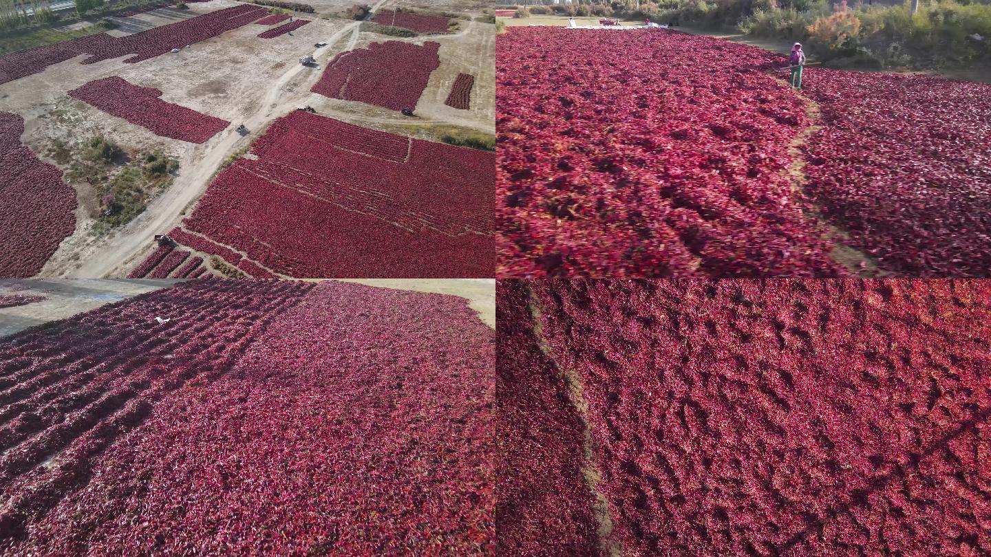 陕西渭南大荔县辣椒晾晒场实景：成片秦椒平铺于竹席上，在秋日阳光下呈现统一深红油亮色泽，椒体饱满微弯，部分可见自然脱水收缩纹理；远处可见传统窑洞式辣椒加工坊