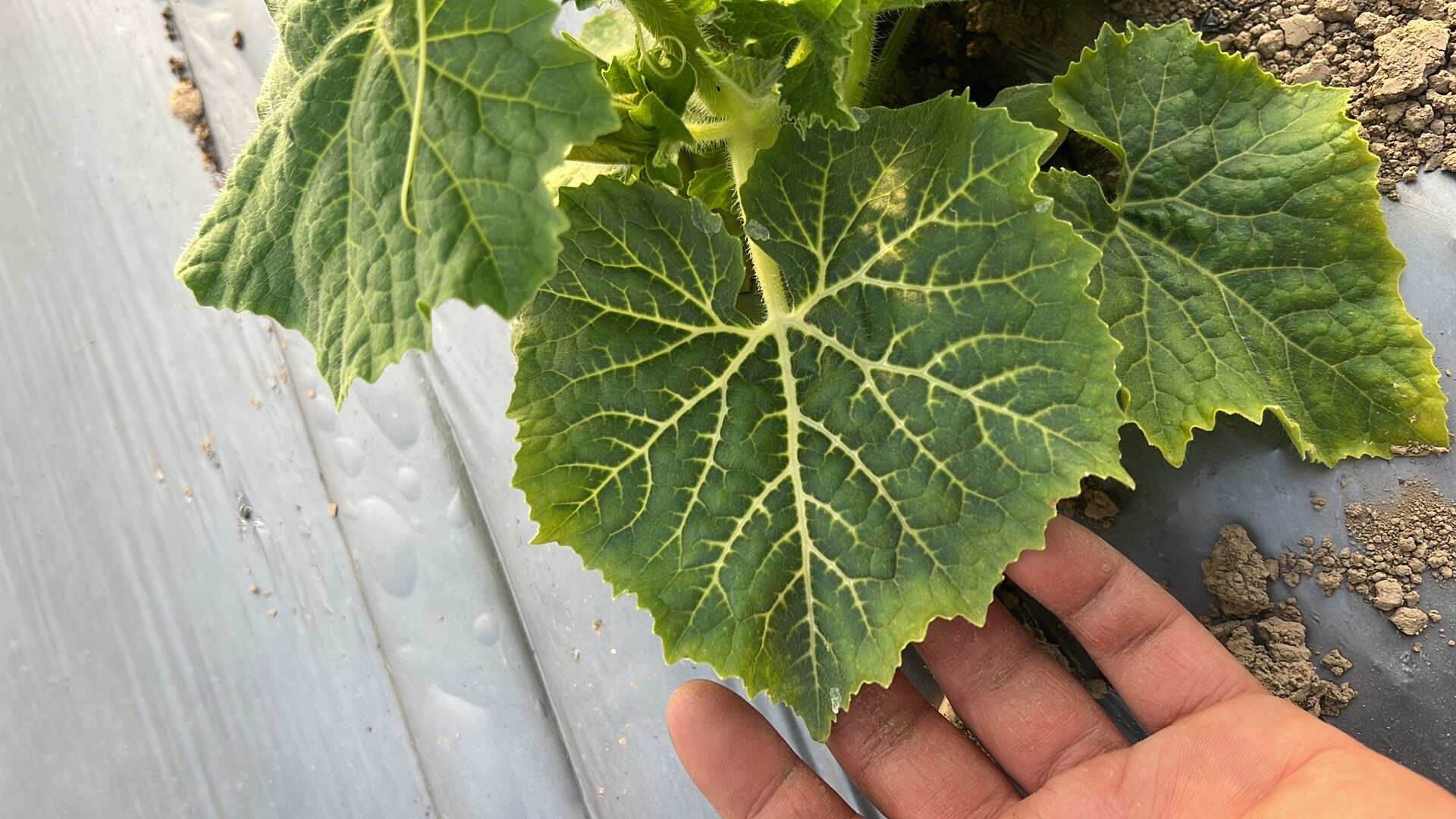 一张清晰的黄瓜叶片特写照片,显示叶片表面分布多个大小不一的黄色圆形斑点,部分斑点边缘略带褐色,叶脉仍保持绿色,背景为绿色藤蔓和土壤,光线自然 黄瓜叶片上的典型黄点症状