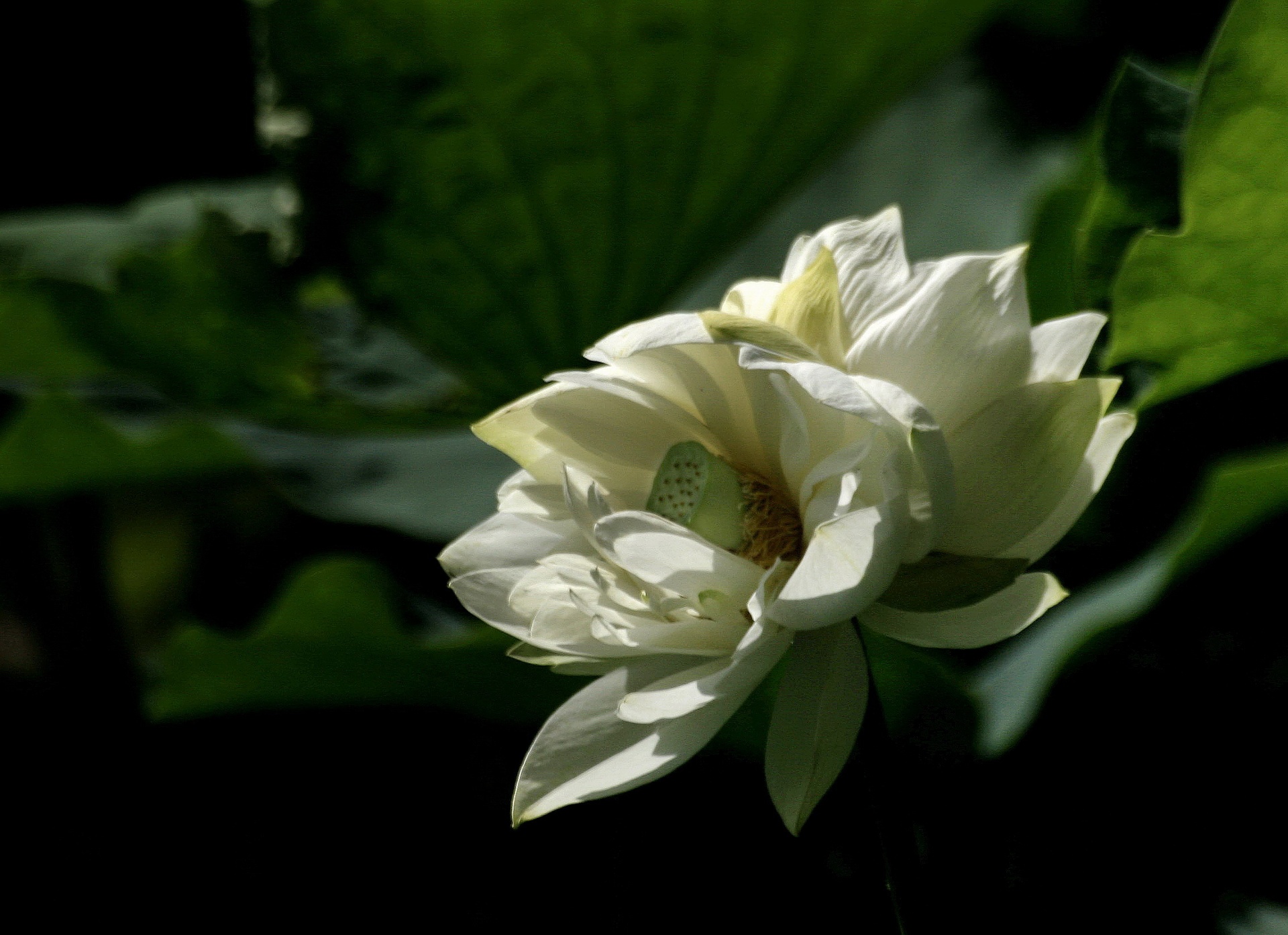 白莲盛开于清晨湖面