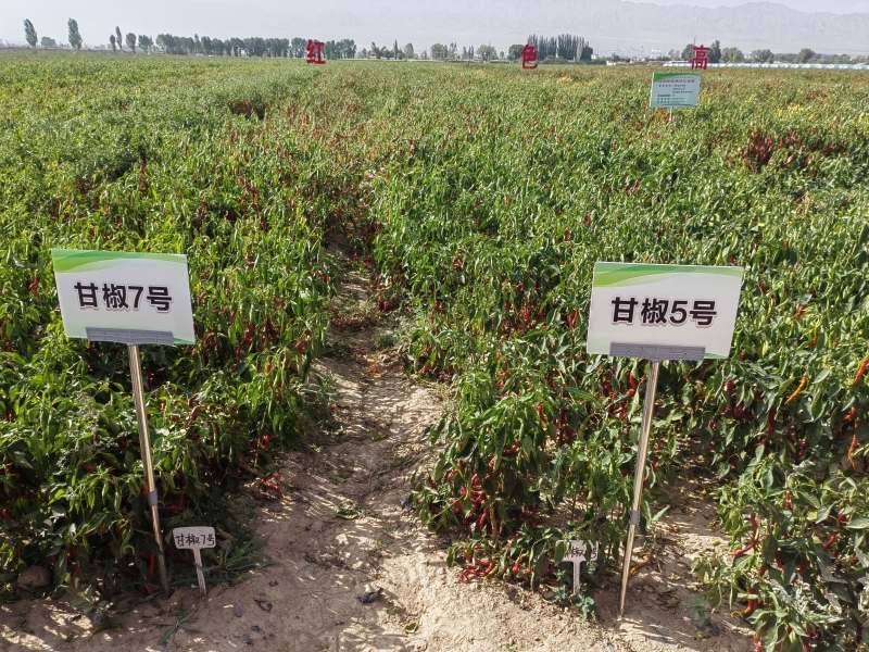 一片标准化试验田被划分为多个小区,每个小区标注不同的播种日期(如5月20日、6月5日、6月20日等);植株长势存在明显差异,早期播种区结球紧实,后期播种区出现松散或抽薹现象;研究人员正在测量单株重量并记录数据 娃娃菜不同播种时间对比试验田