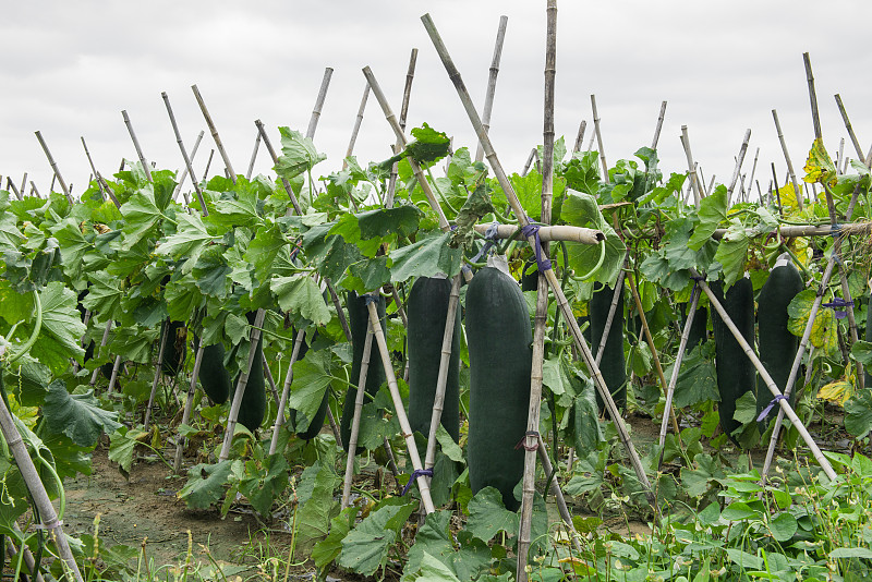 南方菜园冬瓜南瓜分区种植实景图