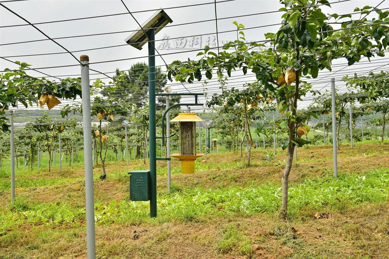 展示一处标准化南果梨果园的实景照片,包含整齐的果树行距、悬挂的黄色粘虫板、安装的太阳能杀虫灯、地面覆盖的防草布以及正在喷雾作业的植保无人机。图中可见果农在查看果实健康状况,背景中有标示不同防治阶段的田间记录牌 南果梨果园综合管理实景图