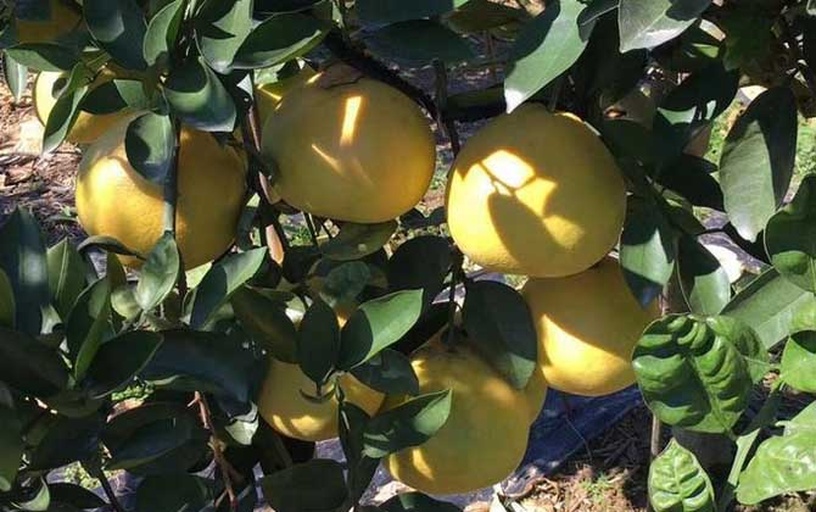 一片金黄色的柚子果园,树上挂满成熟的柚子,阳光洒落,果农正在采摘,背景为丘陵地形,展现丰收景象 柚子果园全景图