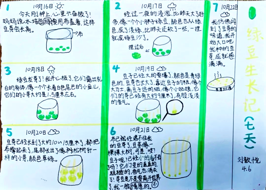 绿扁豆发芽过程示意图