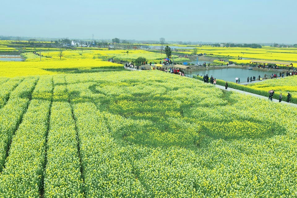 俯拍视角下的水上油菜花田,一块块长方形的垛田漂浮在清澈的水面上,形状规则如同拼图,金黄色的油菜花覆盖其上,绿色嫩叶点缀其间,小木船缓缓穿行于水道之中 江苏兴化水上油菜花田