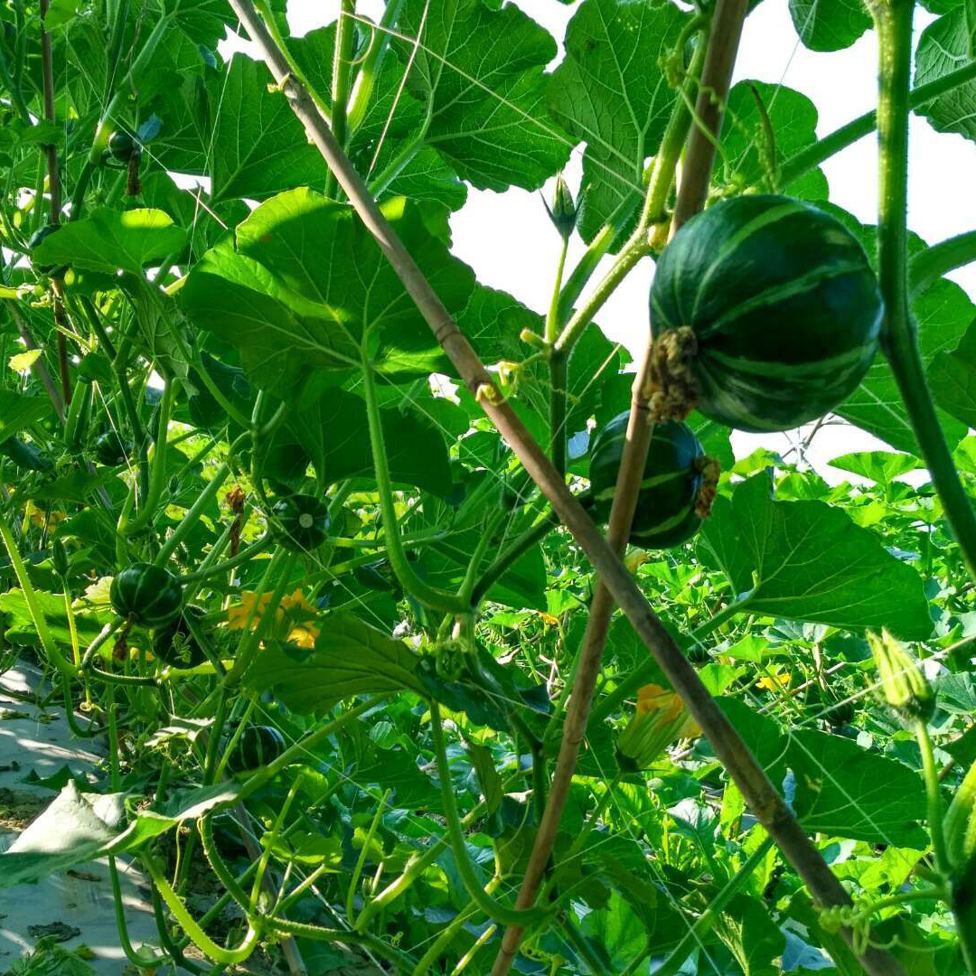 香蕉与黄瓜植株形态对比图