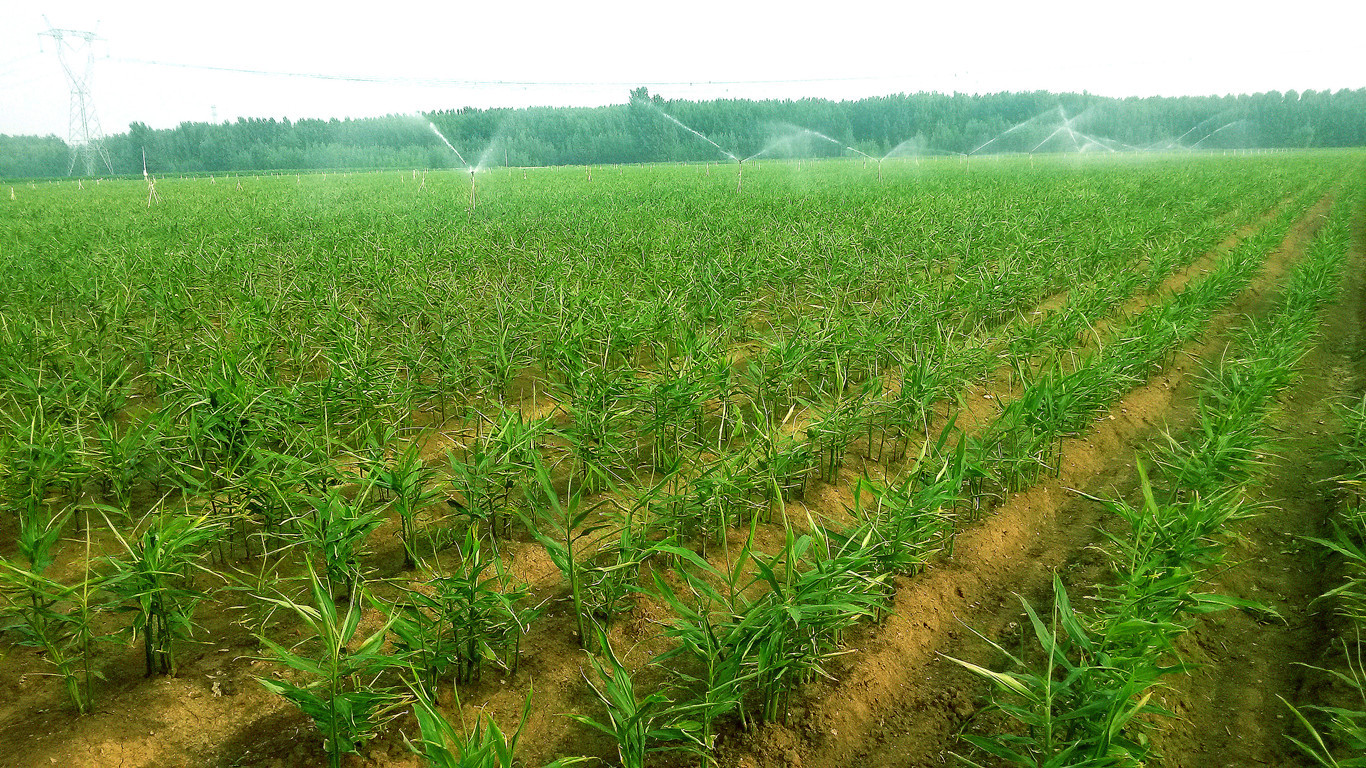 生姜田间喷施操作示意图