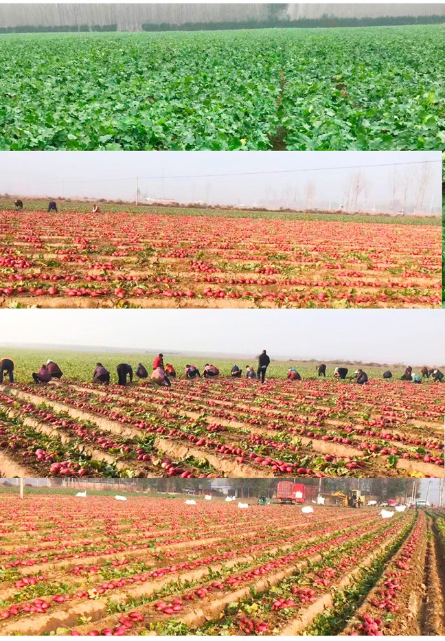 一片有机菜园土壤中,左侧露出红彤圆润的水果萝卜叶片与部分根部,右侧为橙黄色胡萝卜露出地面的一段,阳光洒落,背景有农民正在采摘,体现自然生态种植环境 农田中生长的水果萝卜与胡萝卜对比图