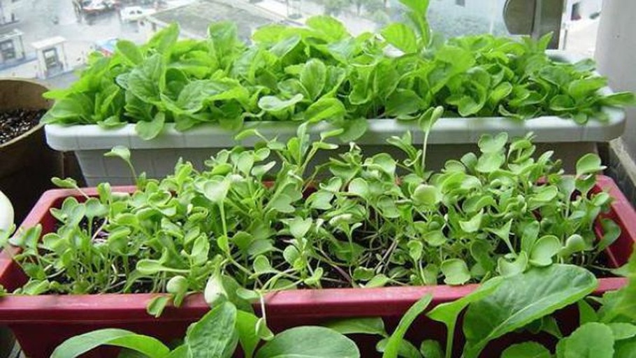 家庭阳台种植箱中的散叶生菜
