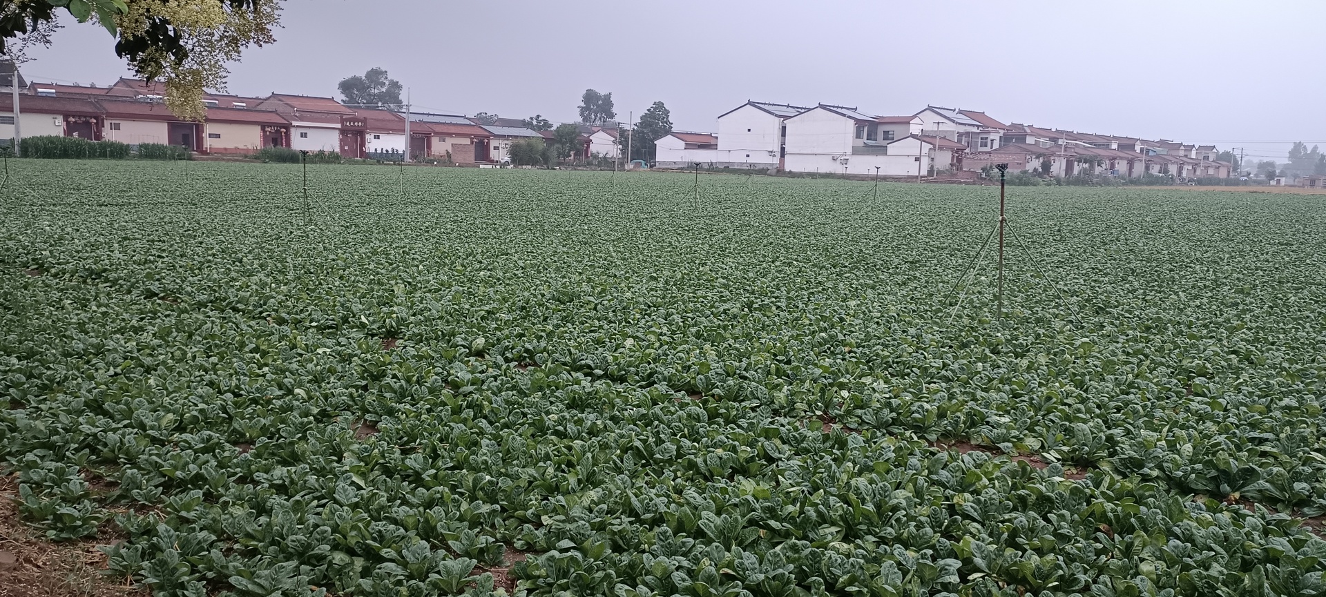 一片湿润的早春田野,地面覆盖着低矮绿色植被,前景清晰可见几株带锯齿状叶片的荠菜和锯齿状羽叶的蒲公英,叶片上带有露珠,背景为模糊的农舍与树木,体现自然野生状态 田野中的野生荠菜与蒲公英