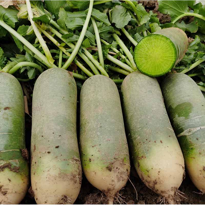 一个新鲜的青萝卜被横向切开,露出洁白细腻的内部肉质,边缘为淡绿色渐变,切面光滑湿润,有明显汁液渗出,背景为田园土壤环境,突出其自然生长状态 青萝卜横切面特写