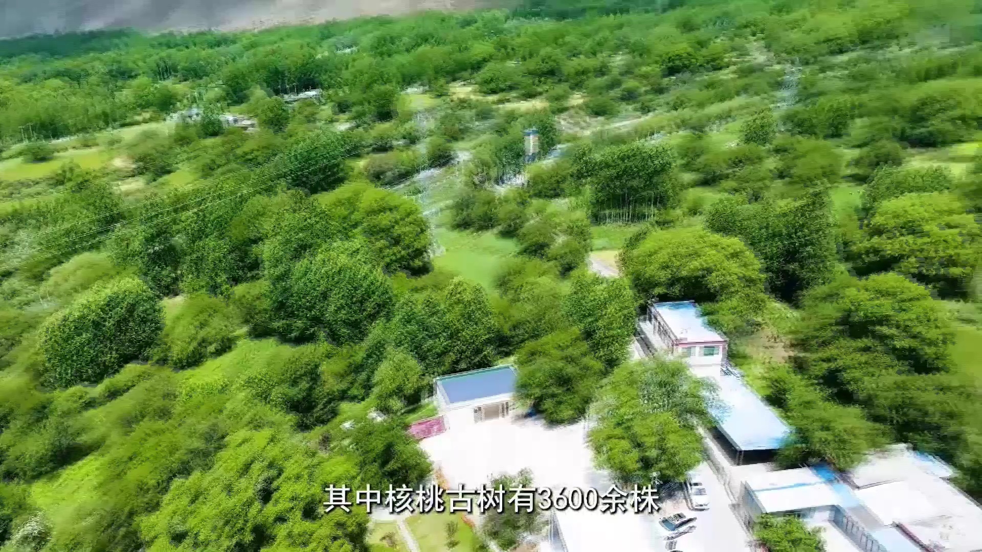 从空中俯瞰一片广阔的核桃种植园,整齐排列的核桃树覆盖丘陵地带,绿意盎然,远处可见雪山背景,阳光明媚,田间有农民正在劳作,地头立有‘阿克苏优质纸皮核桃示范基地’标识牌 新疆阿克苏核桃果园航拍