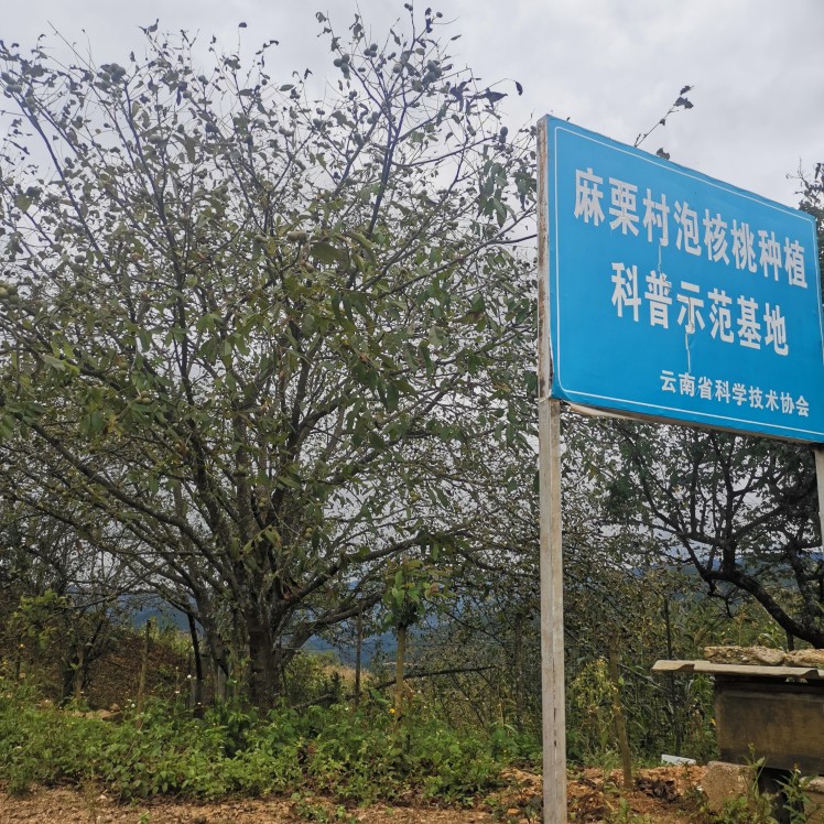 多个脱去青皮的麻核桃整齐摆放在木质通风架上,处于阴凉室内环境中,光线柔和,背景可见温湿度计显示温度22℃、湿度55% 文玩核桃脱皮后阴干摆放示意图