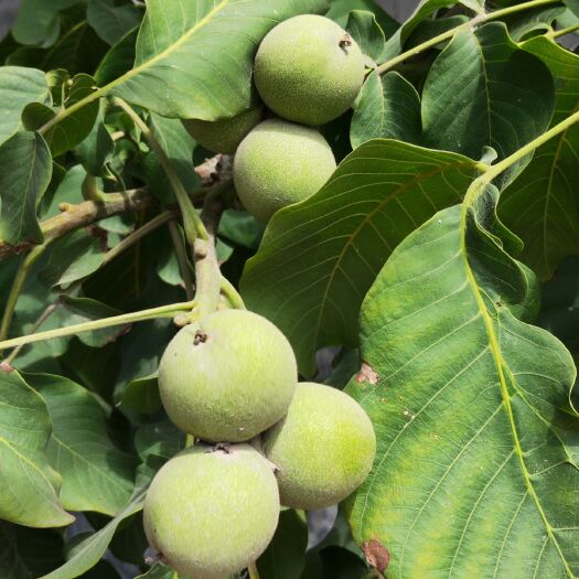 农户采摘青皮核桃场景