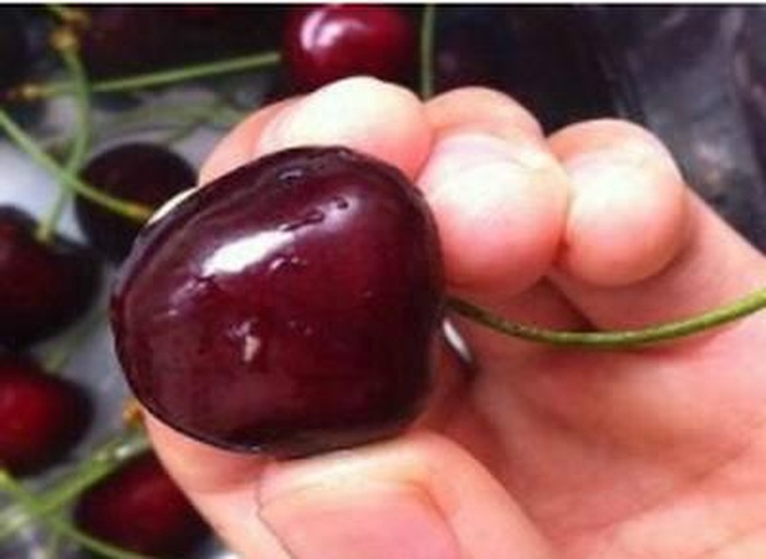 车厘子特写展示表面白色果霜