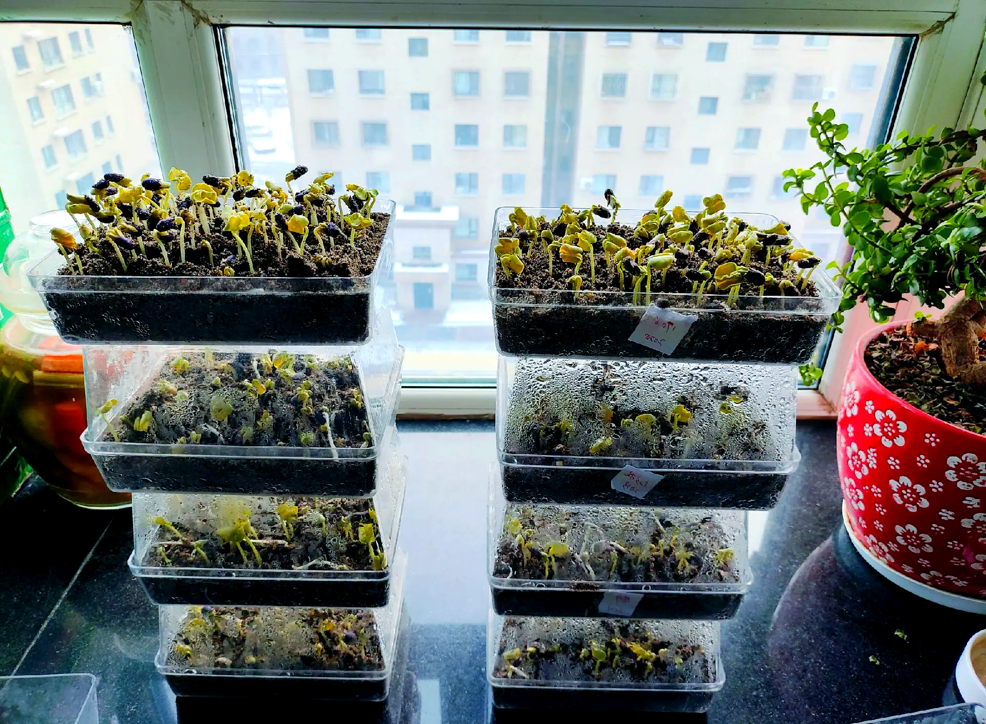 一间整洁的室内种植角,配有层架式塑料培养袋,每袋均有标签标注接种日期,顶部安装小型加湿器和LED补光灯,墙上挂有温湿度监测仪,整体呈现现代化家庭可控环境种植模式 室内平菇种植系统示意图