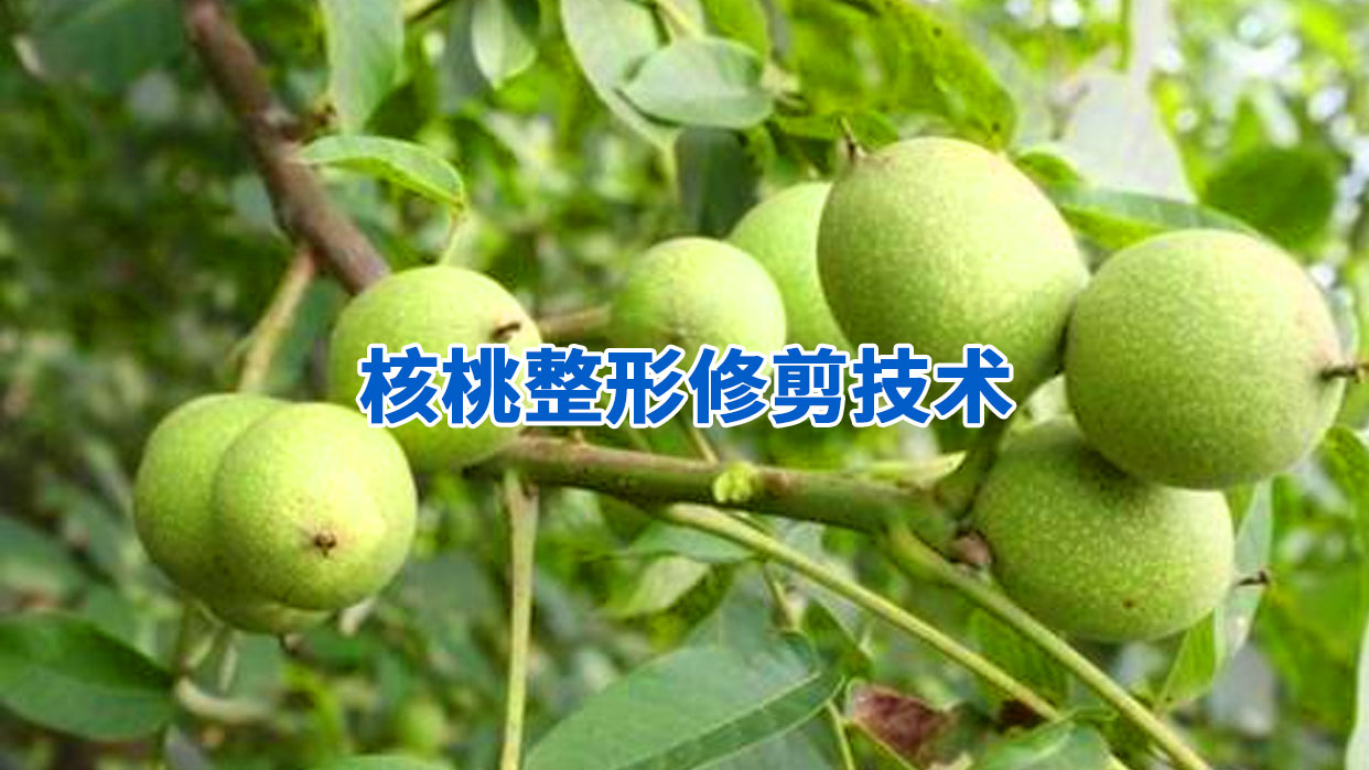 图片展示一名技术人员正在对薄皮核桃树进行夏季修剪,手持修枝剪去除徒长枝和过密枝,背景为茂盛的核桃园,阳光充足,树木整齐排列,体现良好的田间管理 薄皮核桃夏季修剪实景图