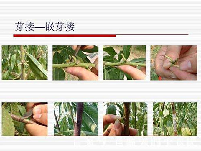 T形芽接操作流程图