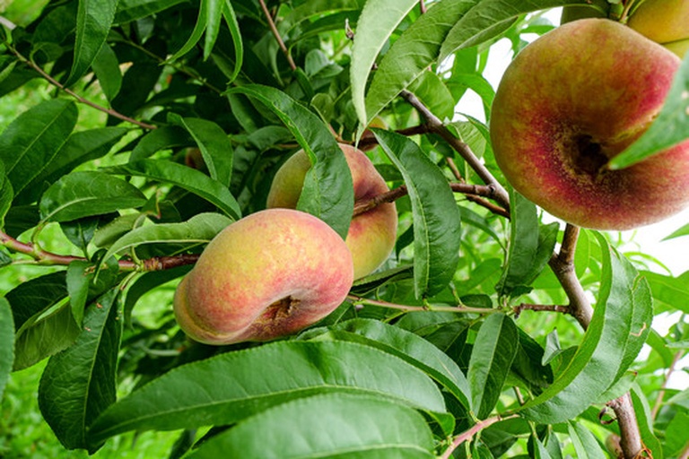 蟠桃与香瓜茄植株对比图