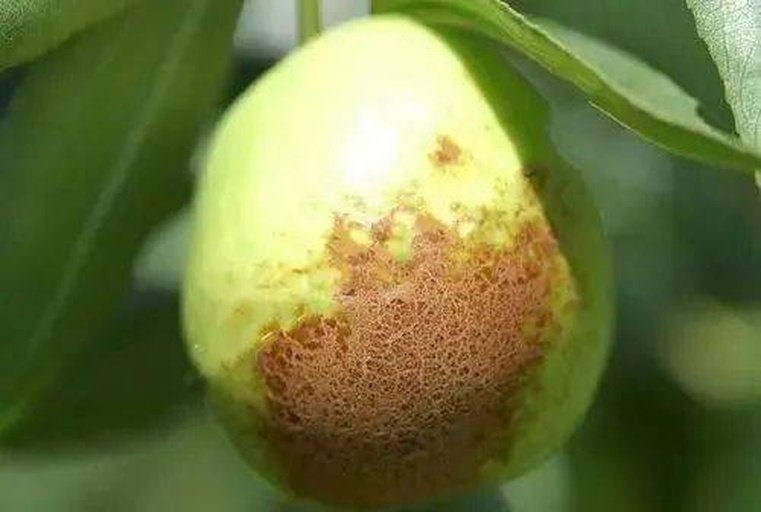 显微镜下车厘子果皮花青素分布图
