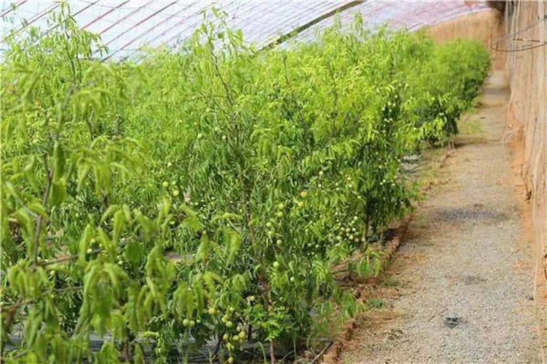 云南省玉溪市新平县山区内的连片温室大棚群,航拍视角显示整齐排列的钢架结构棚室,棚内可见绿色藤蔓与红色果实交织,远处为云雾缭绕的哀牢山森林带 云南新平县千禧圣女果种植基地航拍图