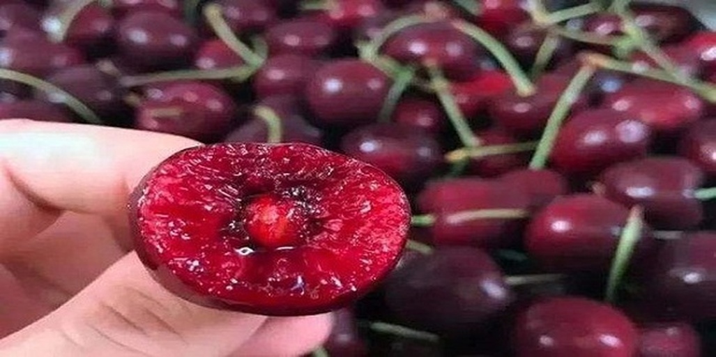 樱桃结构剖面图