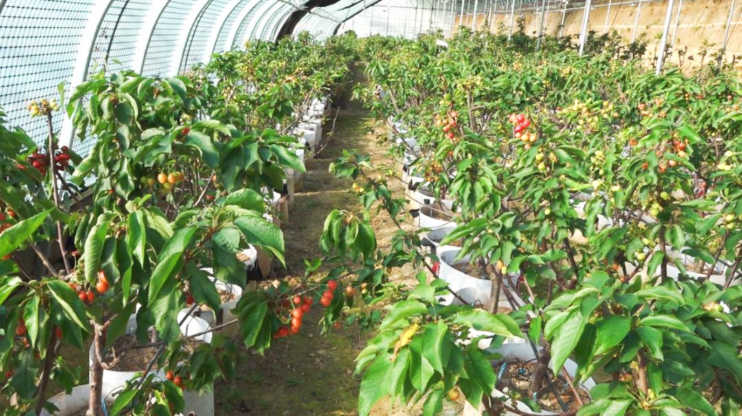 国产樱桃果园航拍图