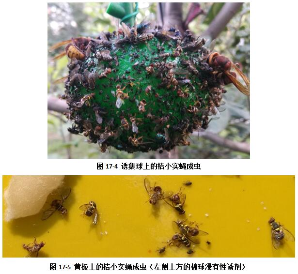 一个塑料制成的三角形诱捕器悬挂在沙田柚树枝上,内置黄色粘板和圆形性信息素缓释芯,周围捕捉到多只类似苍蝇的小型昆虫 果园中悬挂的性引诱剂诱捕器特写